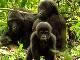Mugahinga Gorilla National Park (Uganda)